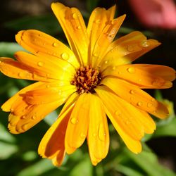 Close-up of wet yellow flower blooming outdoors