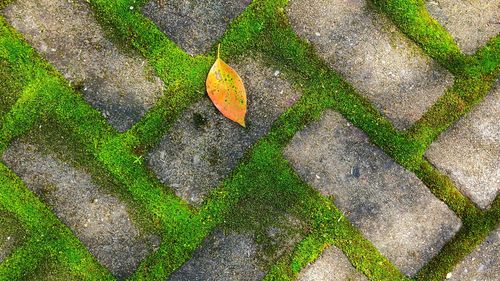 High angle view of moss growing on rock