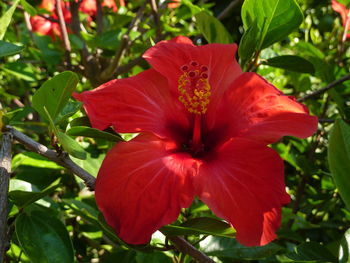 Close-up of red flower in park