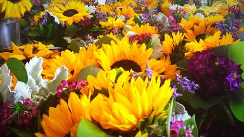 Close-up of colorful flowers