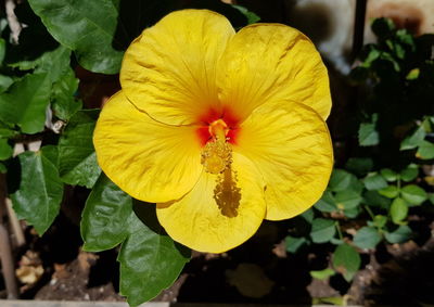 Close-up of yellow flowering plant leaves