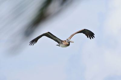 Pelican flying by