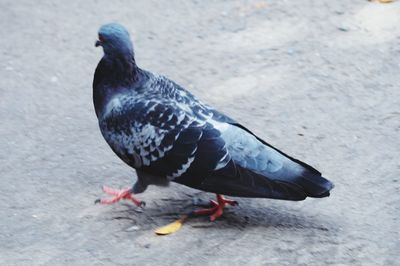 High angle view of pigeon