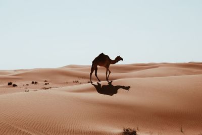 Horse on sand dune in desert against clear sky