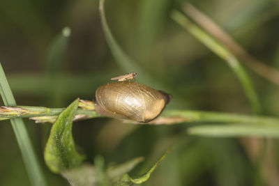 Close-up of snail on plant