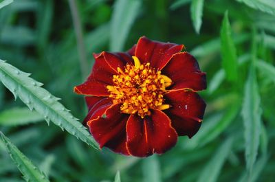 Close-up of red flower