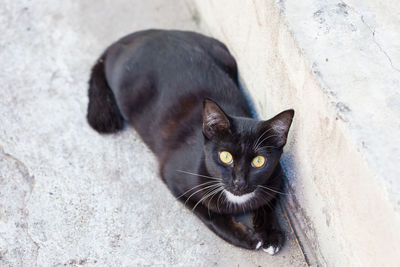 Portrait of black cat