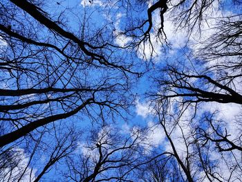 Low angle view of tree against sky