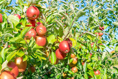 Close-up of cherries growing on tree