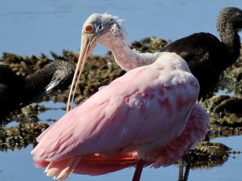 Close-up of birds in water