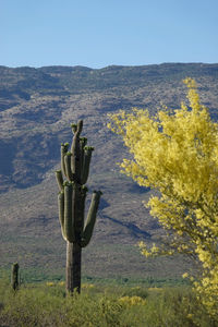 Cactus plant growing on field against sky