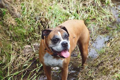 Portrait of a dog on grassy field