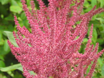 Close-up of pink flowering plant