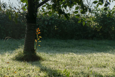 Plants and trees in park