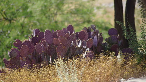 Close-up of plants growing on field