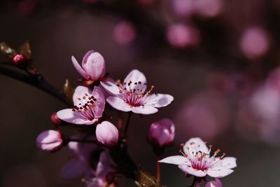 Close-up of pink cherry blossom