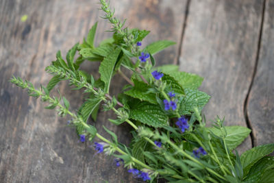 Close-up of purple flowering plant