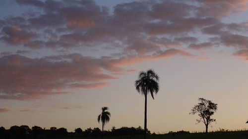 Low angle view of silhouette trees on field against cloudy sky at sunset