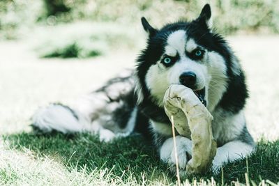 Portrait of dog relaxing on grass