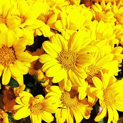 Close-up of yellow flower