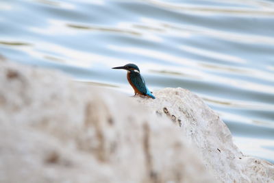 Bird perching on a sea