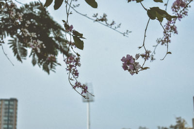 Low angle view of cherry blossoms against sky