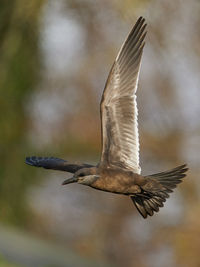 Close-up of bird flying