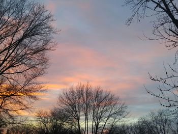 Low angle view of bare trees against sky