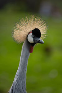 Close-up of a bird