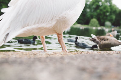 Birds at lake