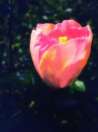 Close-up of flower blooming outdoors