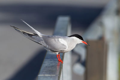 Close-up of bird