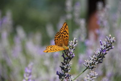 Close-up of butterfly on flower