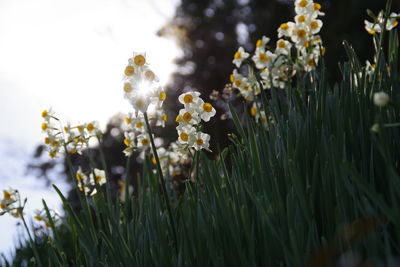 Close-up of flowering plants on field