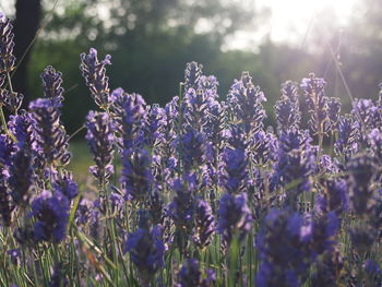 Lavender flowers growing on field