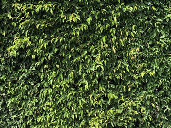 Full frame shot of fresh green plants