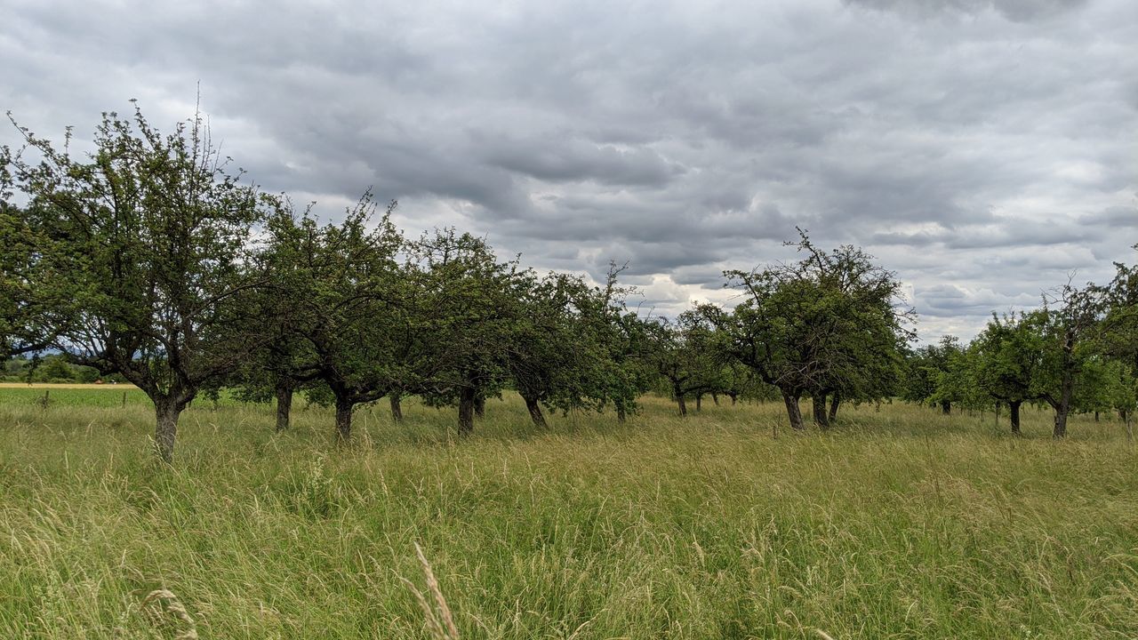 VIEW OF TREES ON FIELD