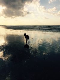 Silhouette dog walking on beach against sky during sunset