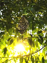 Low angle view of bird on tree