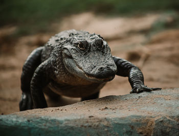 Close-up of lizard on rock