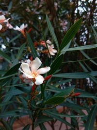 Close-up of fresh flowers blooming outdoors