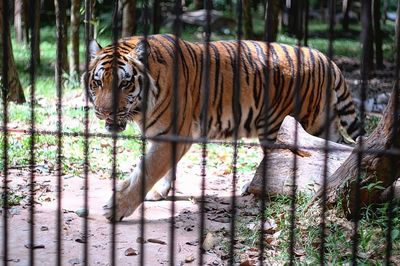 Tiger in forest