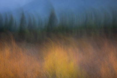 Blurred yellow and green autumn forest against dark blue sky for natural abstract background