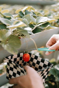 Close-up of person holding leaf