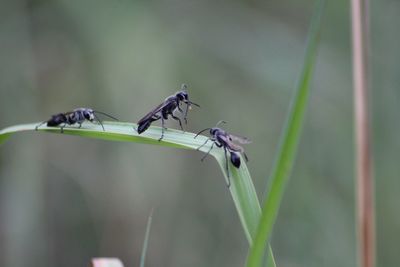 Close-up of insects on grass