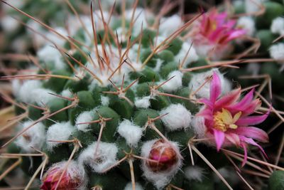 Close-up of flowers