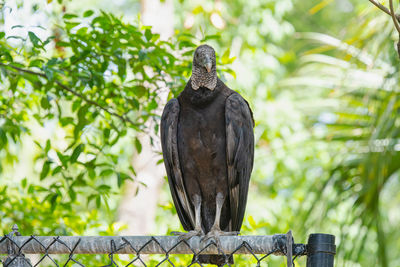 Low angle view of eagle perching on branch