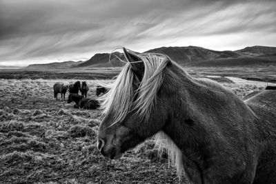 Horses on landscape against sky