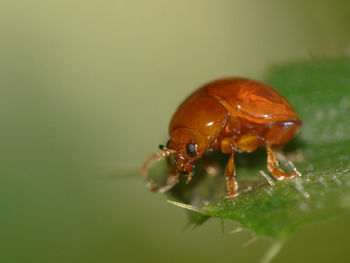 Close-up of insect on leaf