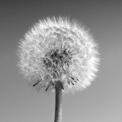 Close-up of dandelion flower